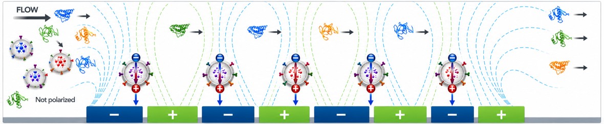 Sample flows left to right across an electrode array. Polarized EVs are drawn to the edges of the alternating negative and positive electrodes and held in place, while non-polarized proteins flow past.