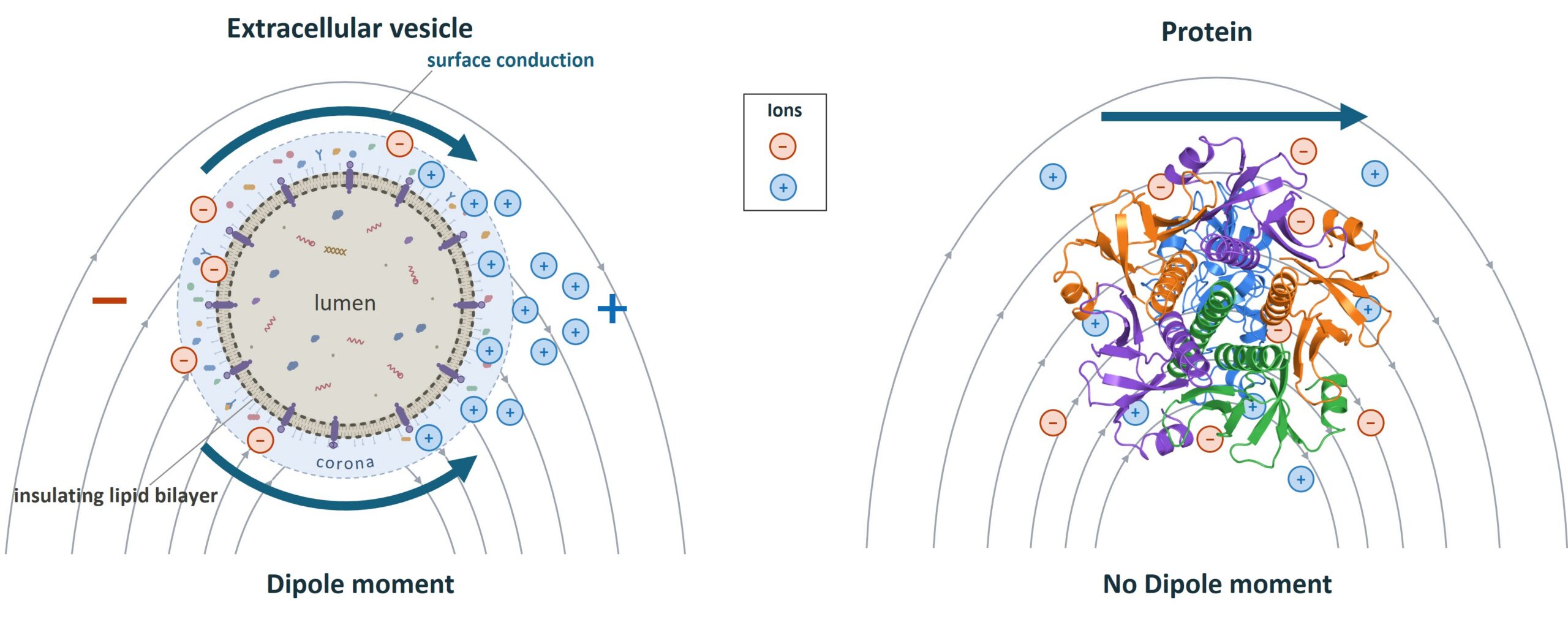In a non-uniform electric field, ions travel the surface of an extracellular vesicle around its insulating lipid bilayer, creating a dipole moment. A protein in the same field has no dipole moment.