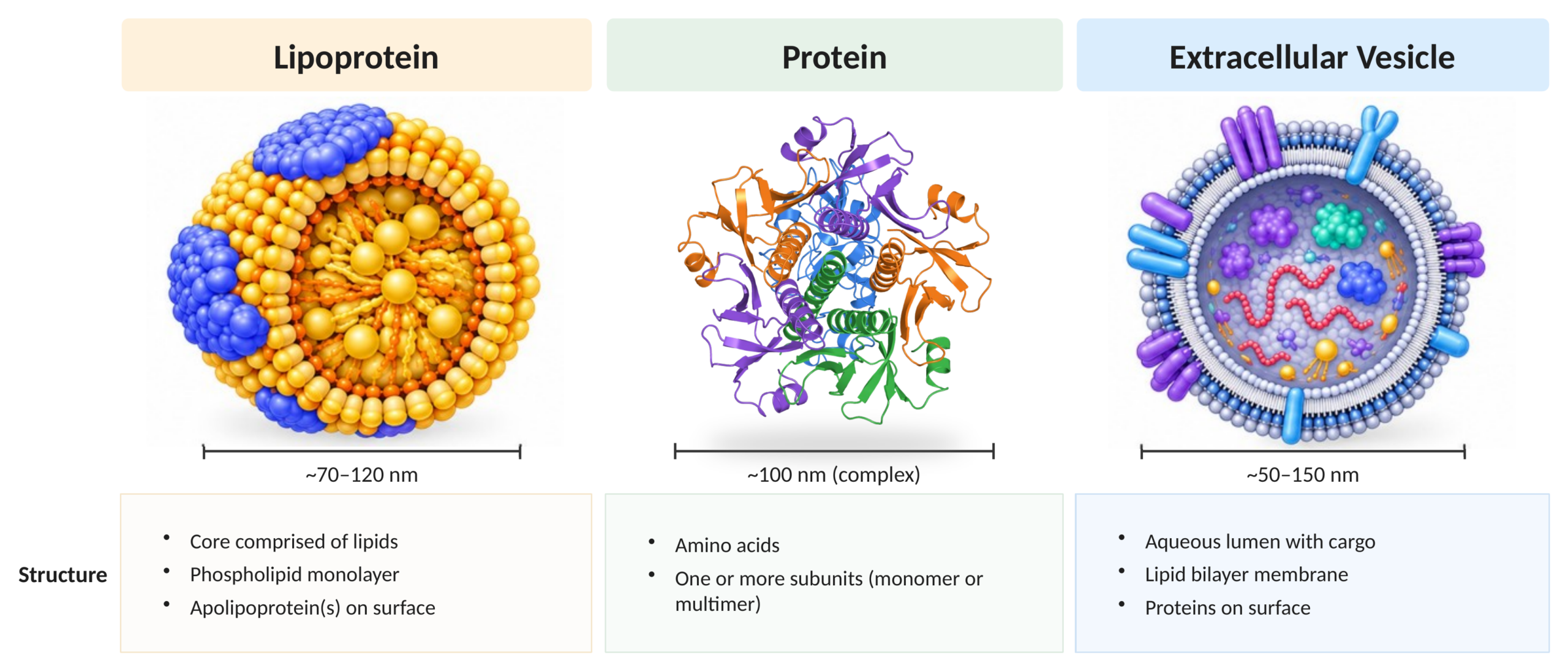 Side-by-side comparison of a lipoprotein (about 70–120 nm: lipid core, phospholipid monolayer, apolipoproteins on the surface), a protein (about 100 nm: amino acids, one or more subunits) and an extracellular vesicle (about 50–150 nm: aqueous lumen with cargo, lipid bilayer membrane, proteins on the surface).