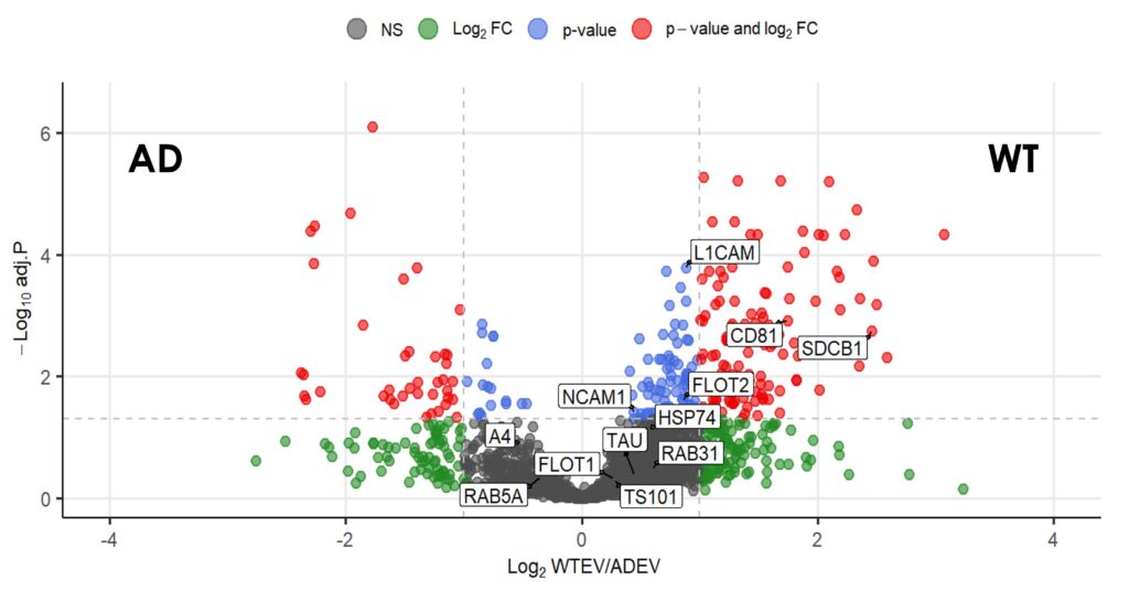 Volcano plot of differential protein abundance between wild-type (WT) and Alzheimer's disease (AD) organoid EVs isolated with Demeter EVPrep